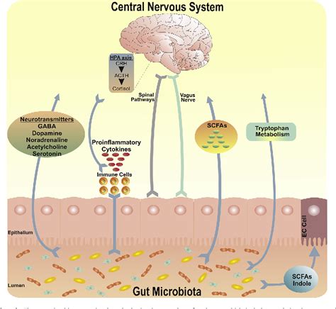 Kynurenine Pathway Metabolism And The Microbiota Gut Brain Axis