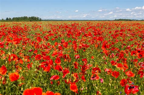 Poppy Flower Field Free Photo On Pixabay