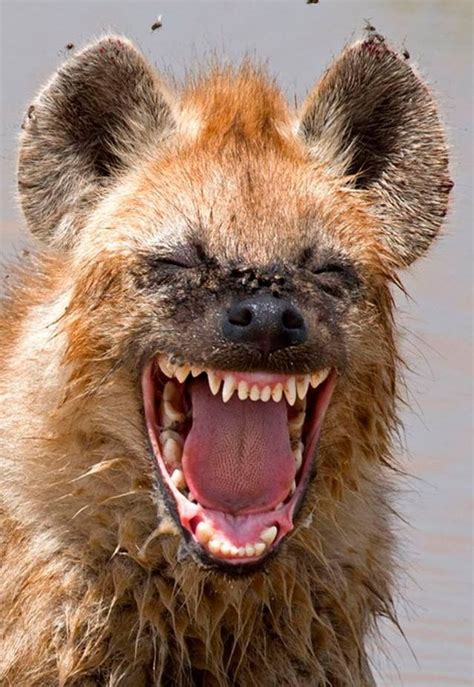 Guess Why They Call It The Laughing Hyena Photo Taken By Yaron Schmid