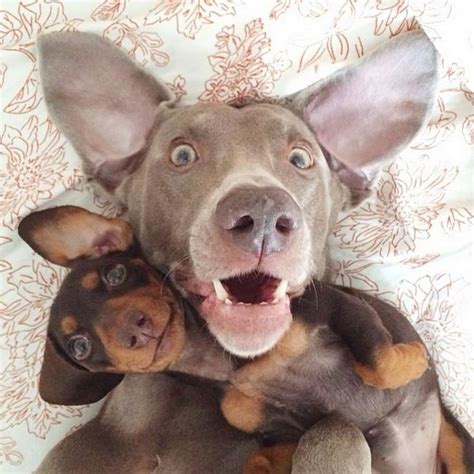 Selfie Dog Dogs Pinterest Dogs And Selfie
