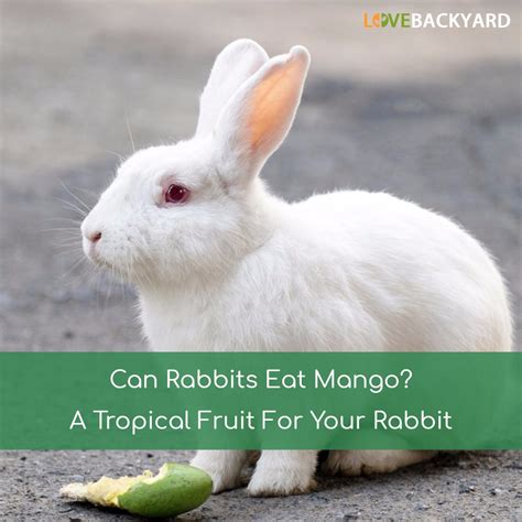 01# can rabbits eat bread? Can Rabbits Eat Mango? A Tropical Fruit For Your Rabbit ...