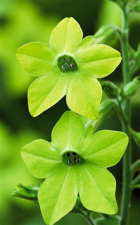 Nicotiana Alata Lime Green Tobacco Plant In Pictures Gorgeous