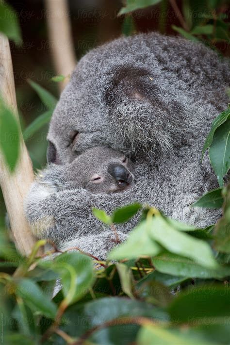 Mother Koala Cuddling Her Baby By Stocksy Contributor Ruth Black Stocksy