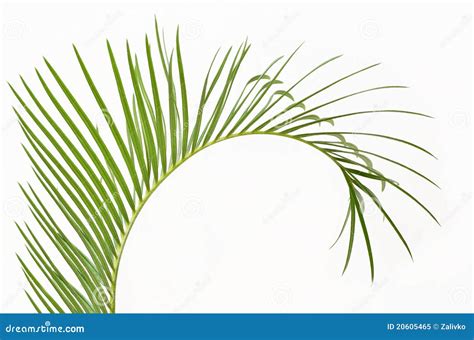 Palm Branch Royalty Free Stock Photo Image 20605465