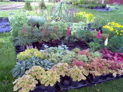 See more ideas about perennials, plants, perennial plants. Natural Perennial Plants for Shade - HomesFeed