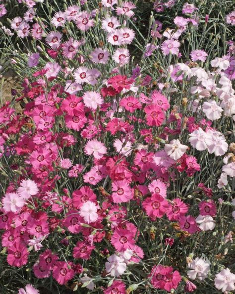 Cottage Pinks (Dianthus plumarius) | Applewood Seed Company