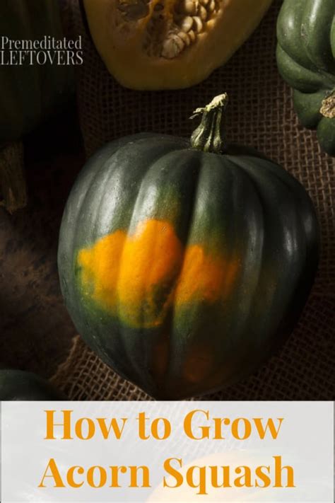 How To Grow Acorn Squash From Seeds Or Seedlings In The Garden