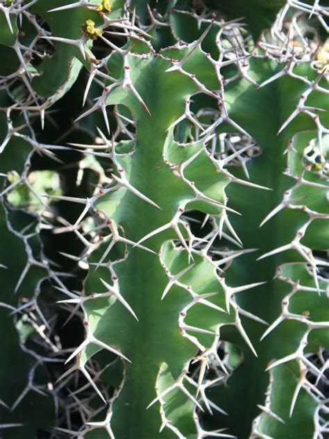 Great savings & free delivery / collection on many items. Euphorbia - Urban Xeriscape
