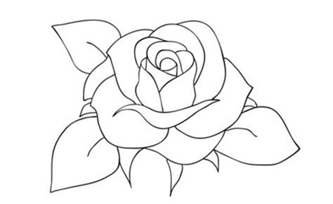 Kumpulan Contoh Gambar Bunga Mawar Sketsa Yang Wajib Diketahui