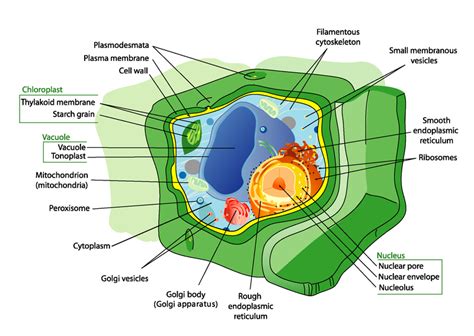 Plant Cells Biology Ii