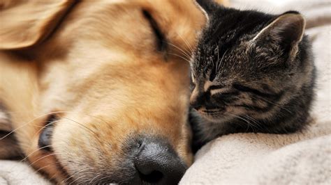 Maybe you would like to learn more about one of these? Cats and Dogs Wallpapers - WallpaperSafari