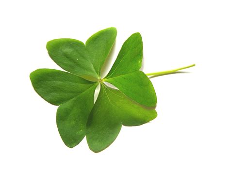 Proflowers' parent company ftd can also make deliveries outside the united states to select countries. Lucky flowers for the New Year - Flower Press