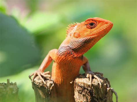 How To Take Good Care Of Your Pet Lizard