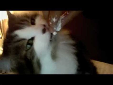 Cat Eating Marshmallow Youtube