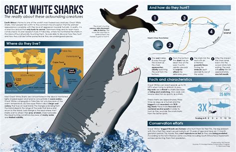 the truth about great white sharks [infographic] dottech