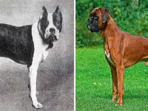 Así Se Han Transformado Las Razas De Perros En Cien Años Fotos