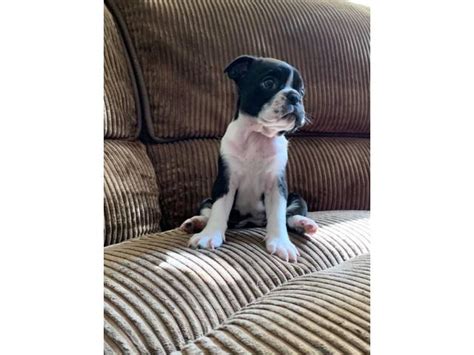 (boston terriers) the boston university terriers are the nine men's and twelve women's varsity athletic teams representing boston university in ncaa division i competition. 2 Boston terrier puppies for adoption in San Diego, California - Puppies for Sale Near Me