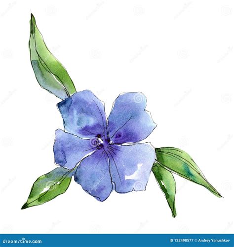 Watercolor Blue Flax Flower Floral Botanical Flower Isolated