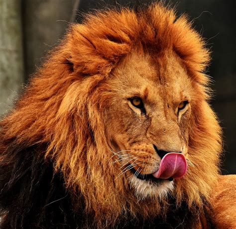 Animals, cat, lion haircut, from ferad download gif hairstyle, or share you can share gif cat, lion haircut, animals, in twitter. Free photo Predator Lion Male Mane Dangerous Cat Zoo - Max ...