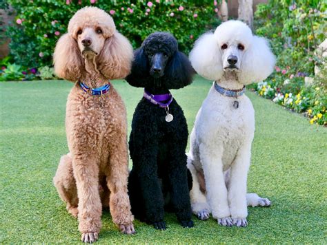 Standard Poodle Breed Guide And Standard Poodle Insurance Healthy Paws