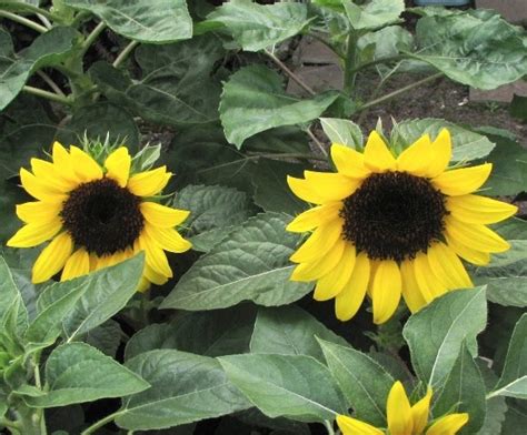 Bunga matahari atau helianthus merupakan tanaman asli amerika utara, amerika tengah, dan dengan bunga berwarna kuning cerah, early russian tampak serupa dengan jenis bunga matahari. Happy Garden's: Macam - Macam jenis Sunflower
