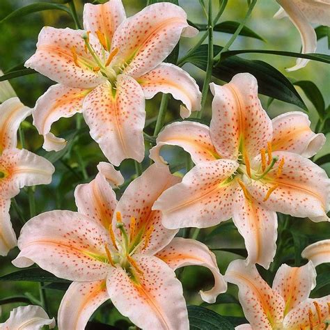 Lily Salmon Star J Parkers Oriental Lily Perennials