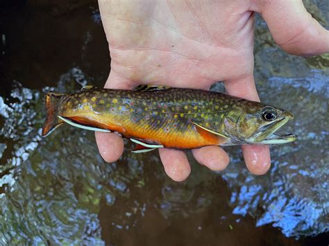 Pre Spawn Wild Brook Trout In Bald Eagle State Forest — Wooly Bugged