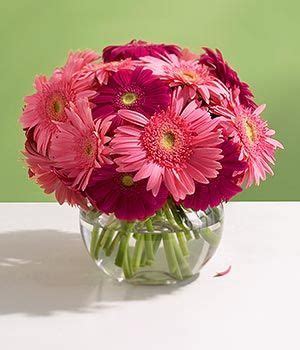 Artificial daisy stem pink | artificial flowersauthentic silk daisy stem in pink with green centers, with flowers of varying size and green leaves. Plant Of The Week | Fake flowers, Gerbera daisy, Daisy ...