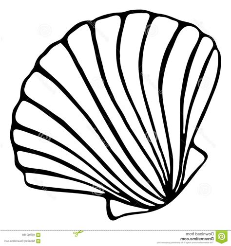 Shell Line Drawing At Paintingvalley Com Explore Collection Of Shell