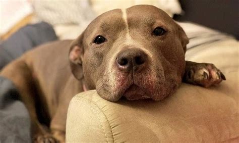 35 Cutest Staffordshire Bull Terrier Pictures Ever Page 2 The Paws