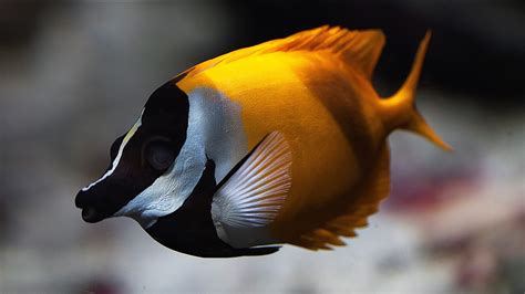 Underwater Fish Fishes Ocean Sea Tropical Wallpapers Hd Desktop