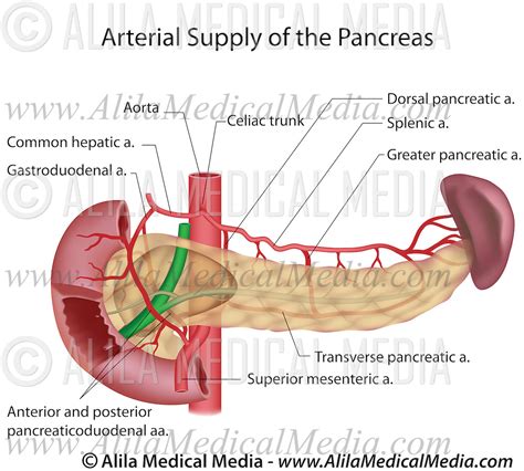 Pancreas Blood Supply Labeled Alila Medical Images