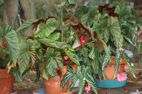 There are many different forms of tuberous begonias including ruffled or plain, solid. All the Dirt on Gardening: Begonias for shady spots