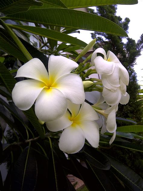 Mygukguk Frangipani Flower