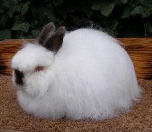 Kelinci kelinci duduk di depan latar belakang putih. Kumpulan Foto Kelinci Berbagai Jenis Yang Lucu dan Imut ...