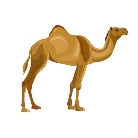 It's high quality and easy to use. Background Of The Two Hump Camel Illustrations, Royalty ...