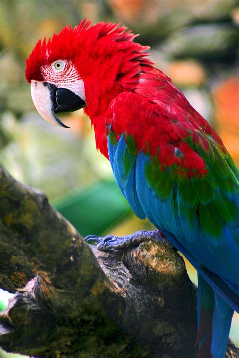 O que fazer em são paulo: Archivo:Ara chloropterus -Sao Paulo Zoo-8a.jpg - Wikipedia ...
