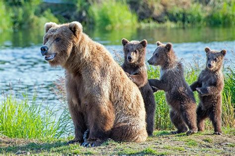 Bears Bear Baby Animal Cub Wildlife Predator Animal Hd
