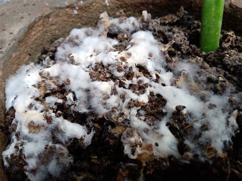 Dear Study Fungi Images White Mold Saprophytic Fungus Fungus On Soil
