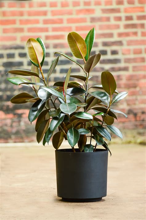 We did not find results for: Ficus elastica (Rubber Tree Plant) | Rubber tree plant ...