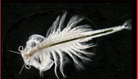 We did not find results for: Sea Monkey Geek . com: Under The Microscope