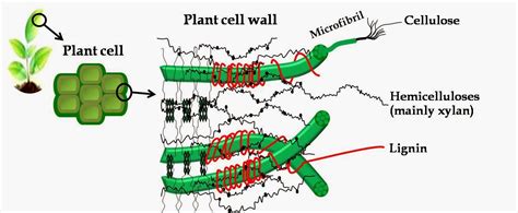 Cell wall composition varies depending on the organism. Biochar particle size distribution