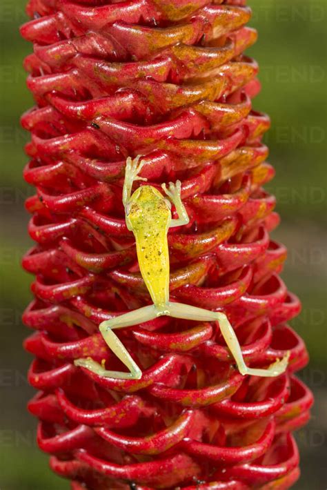 Emerald Glass Frog Centrolene Prosoblepon Climbing On Ginger Plant