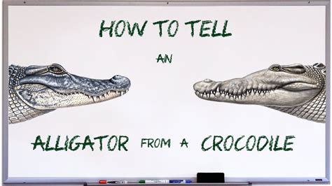 Difference Between Crocodiles And Alligators Whats The Difference Images