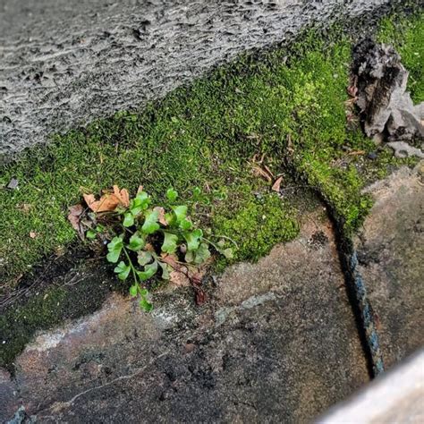 Visit your local store for the widest range of the blanket retains moisture and reduces the likelyhood of insect infestations by creating a barrier. Blanket Fern (Asplenium subglandulosum) - Weeds of Melbourne