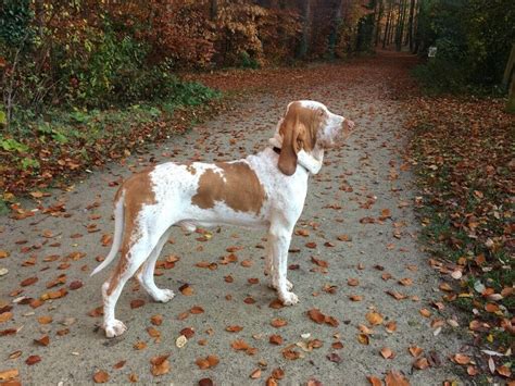 Family raised english bulldog puppies for sale. bracco italiano puppies for sale | in Fetcham, Surrey ...