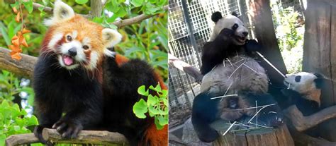 Study Reveals Key Differences In Skulls Of Red And Giant Panda Scinews