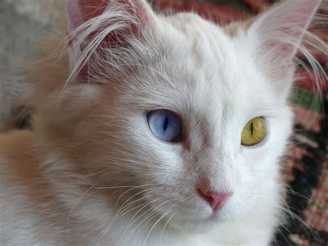 What cat eye colors can white cats have? 9 Special Van Cats (Turkish cat with different eye colors ...