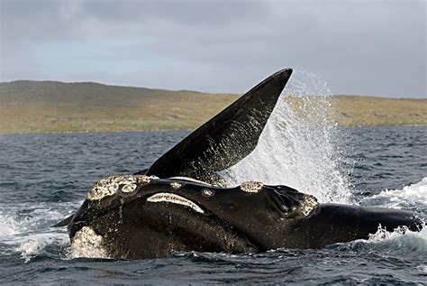 Southern Right Whale Researchers At Oregon State Universit Flickr