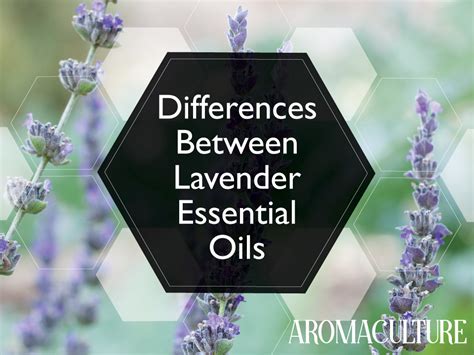 The Differences Between Lavender Essential Oils — Aroma Culture